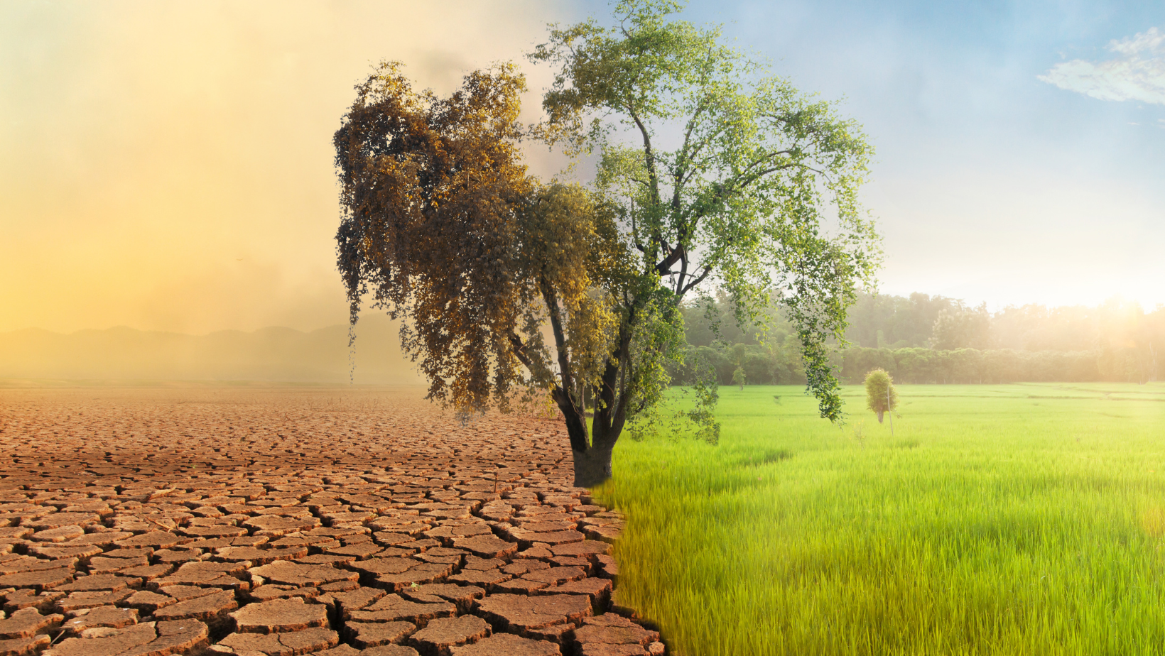 Bulletin de veille climatique mensuel