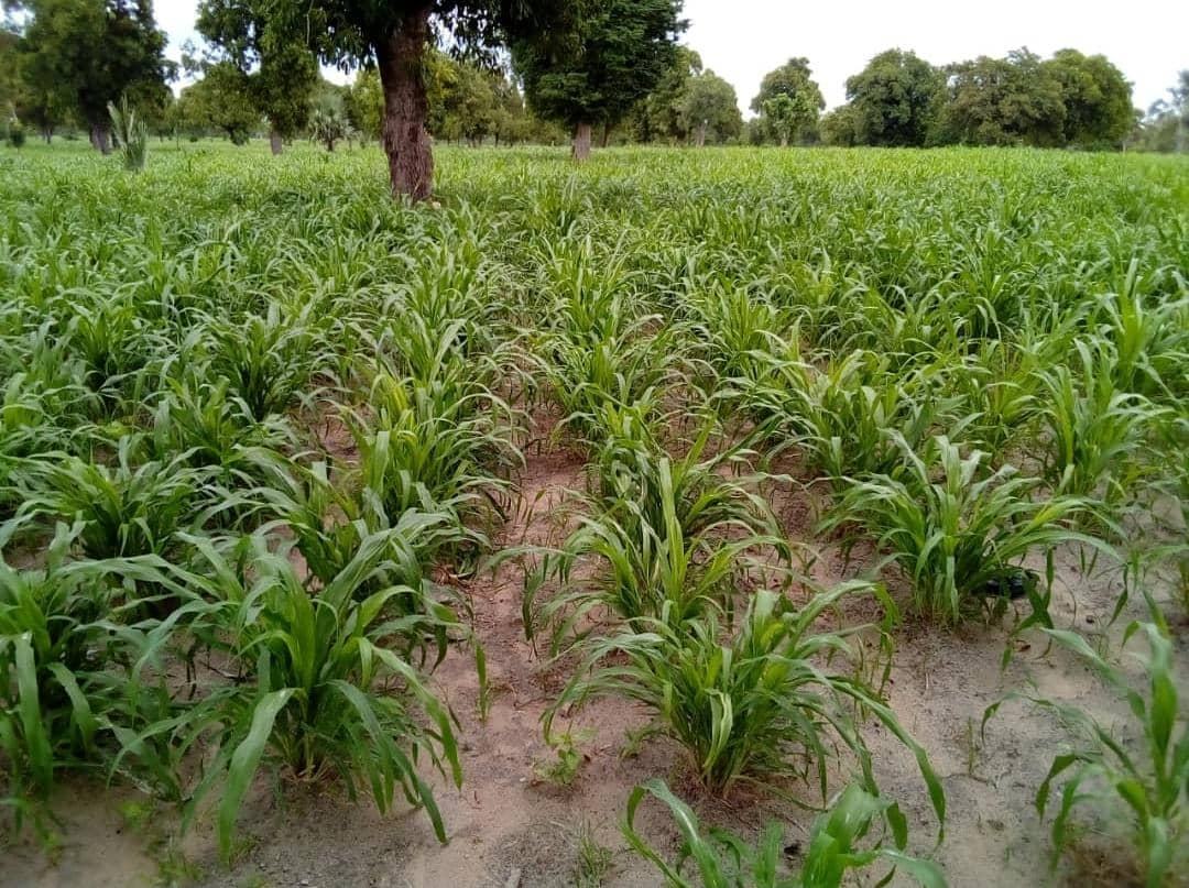 Bulletins de prévision agro-hydro-climatiques saisonnières
